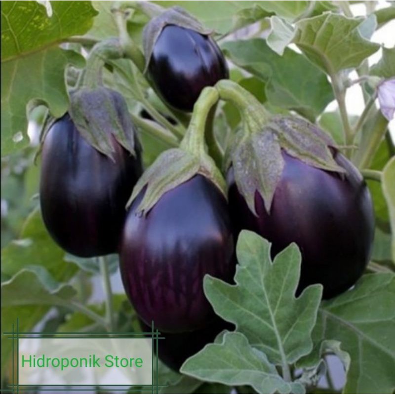 Benih Bibit Terong Hitam