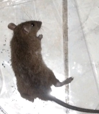 Racun Tikus Ramtus Asli Alami Mati Kering Tidak Bau Pembasmi Pengusir Tikus Paling Ampuh 12 Pack