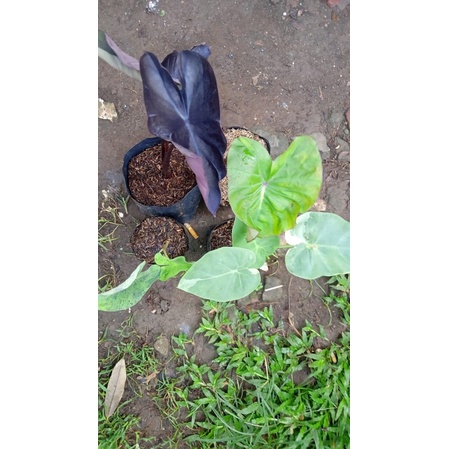 colocasia white lava, mojito,blackcoral,gigantea
