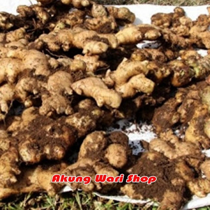 

Jahe Emprit Jawa Fresh 1Kg - BESAR (BERKUALITAS)