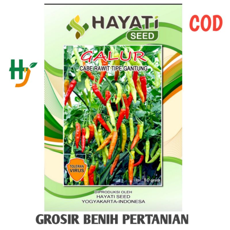 Benih Cabe Rawit GALUR isi 10 Gram TAHAN VIRUS setara VIRAL - KALIBER