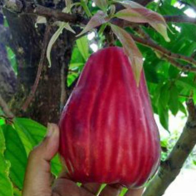 -_- Bibit  Jambu Jamaika