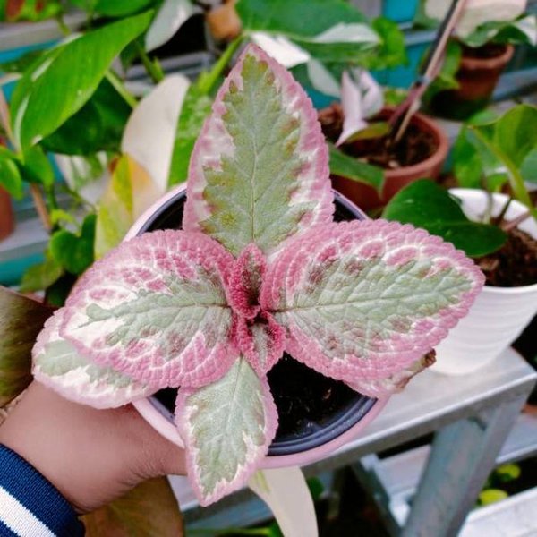 Episcia Cleopatra Bunga Hias Episcia Import Tanaman Episcia Cleopatra Murah Berkualitas