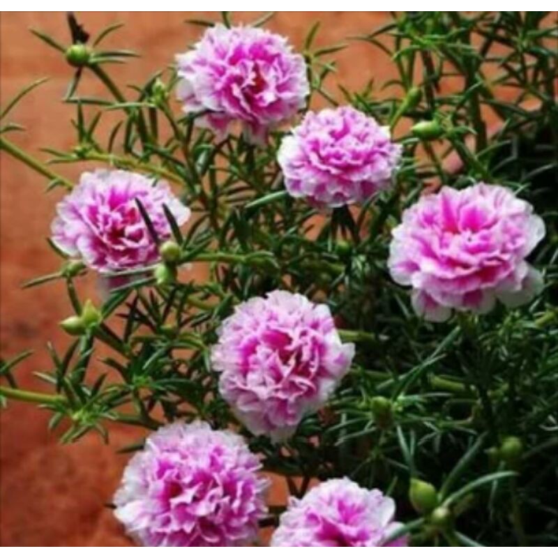 5 BIBIT BUNGA MAWAR TANAH/KROKOT PINK TUMPUK JUMBO