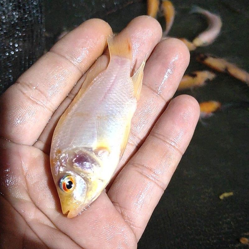 Bibit ikan Nila merah size 78 cm(2 jari) Shopee Indonesia