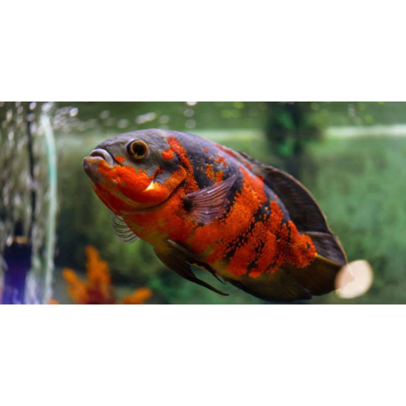 Ikan Oscar Import ukuran 1-10cm