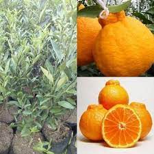 bibit jeruk dekopon hasil okulasi cepat berbuah