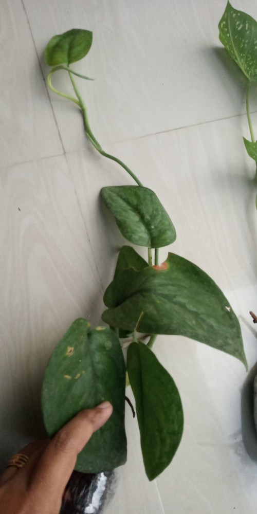 Tanaman Hias Gantung Scindapsus Pictus