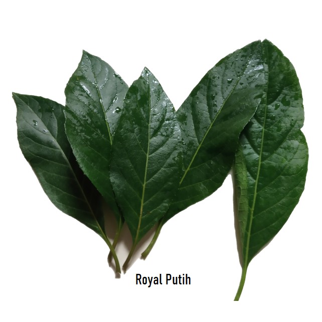 

DAUN AFRIKA ORGANIK SEGAR HERBAL
