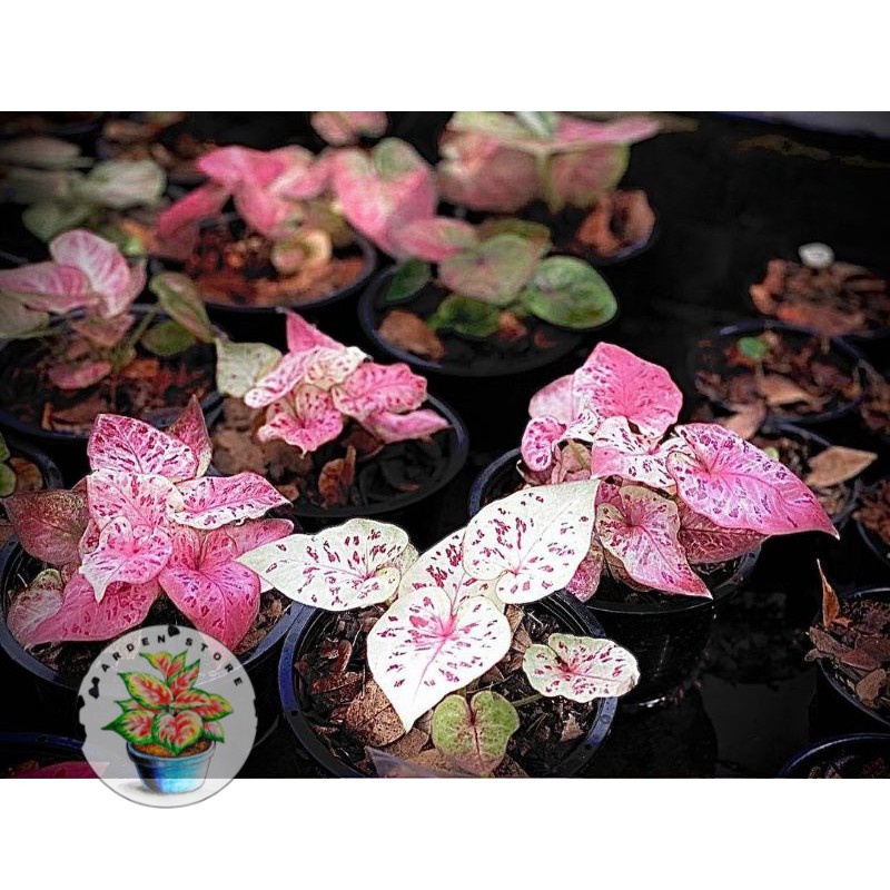 Seedling/Umbi Caladium Pink Hybrid Bicolour - Caladium Thailand