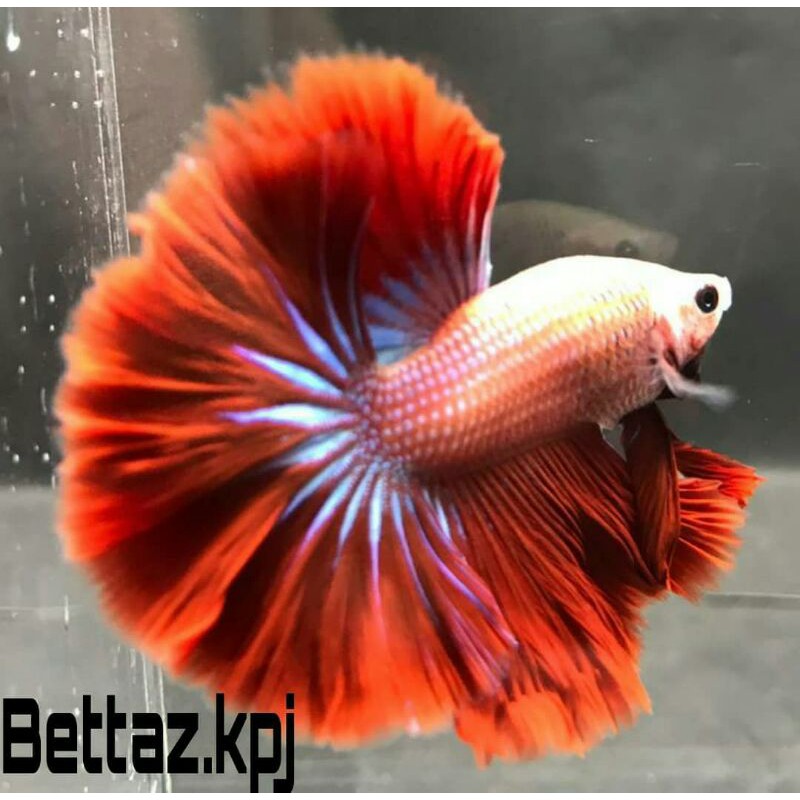 Ikan Cupang / Betta Fish HalfMoon Rosetail Red