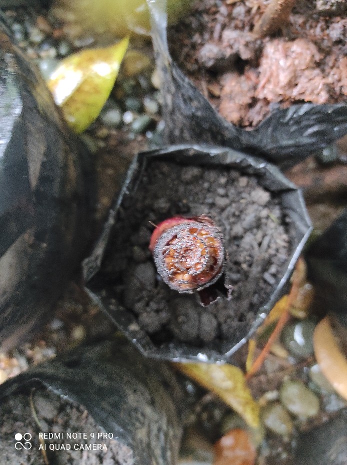 Bibit Unggul !!!, Jual Bibit Pisang Susu Merah, Jual Bibit Pisang Kidang Merah