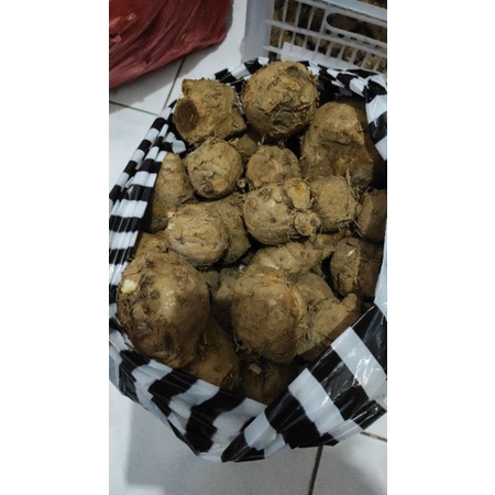 

Temulawak GuruOsadha 1 kg