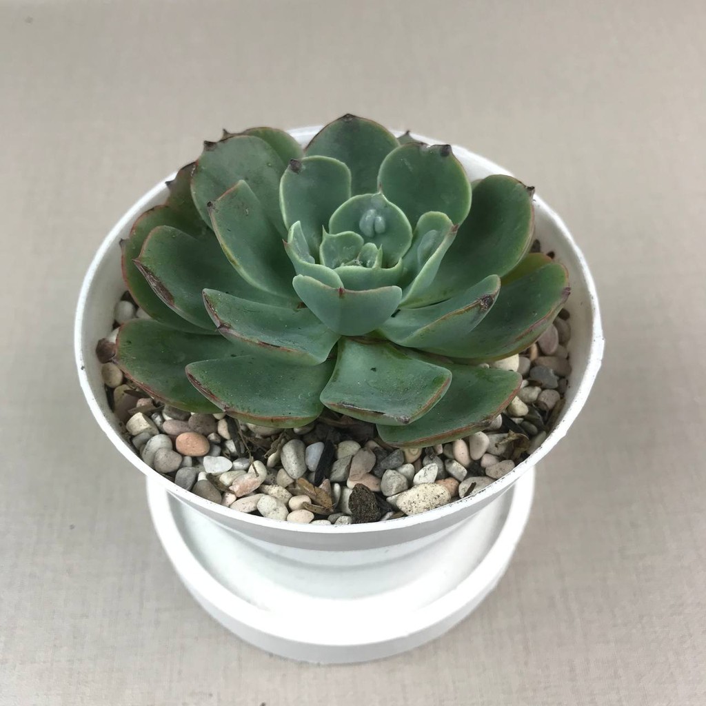 kaktus sukulen (Echeveria Raindrops) Tanaman Hias Hidup