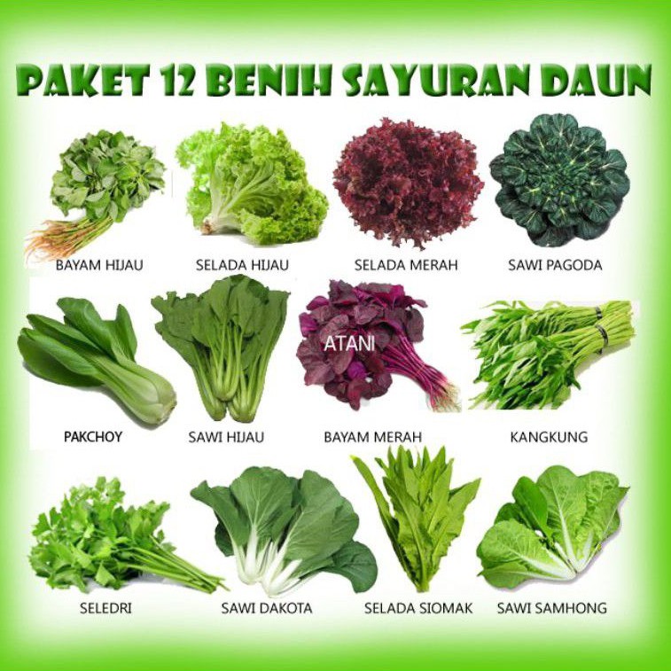 Jual 12 Macam Benih Sayuran Daun / Belajar Berkebun / Belajar Menanam