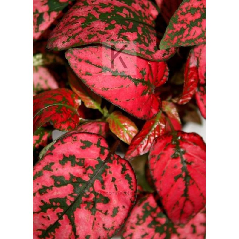 Tanaman Hias Hypoestes Merah