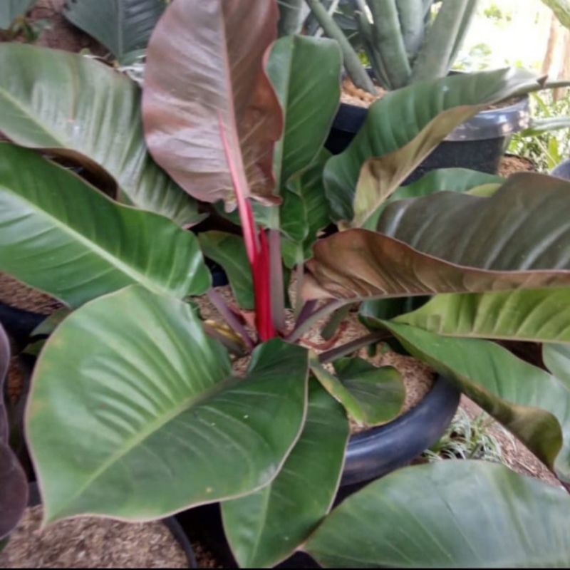 BLACK CARDINAL PHILODENDRON JUMBO