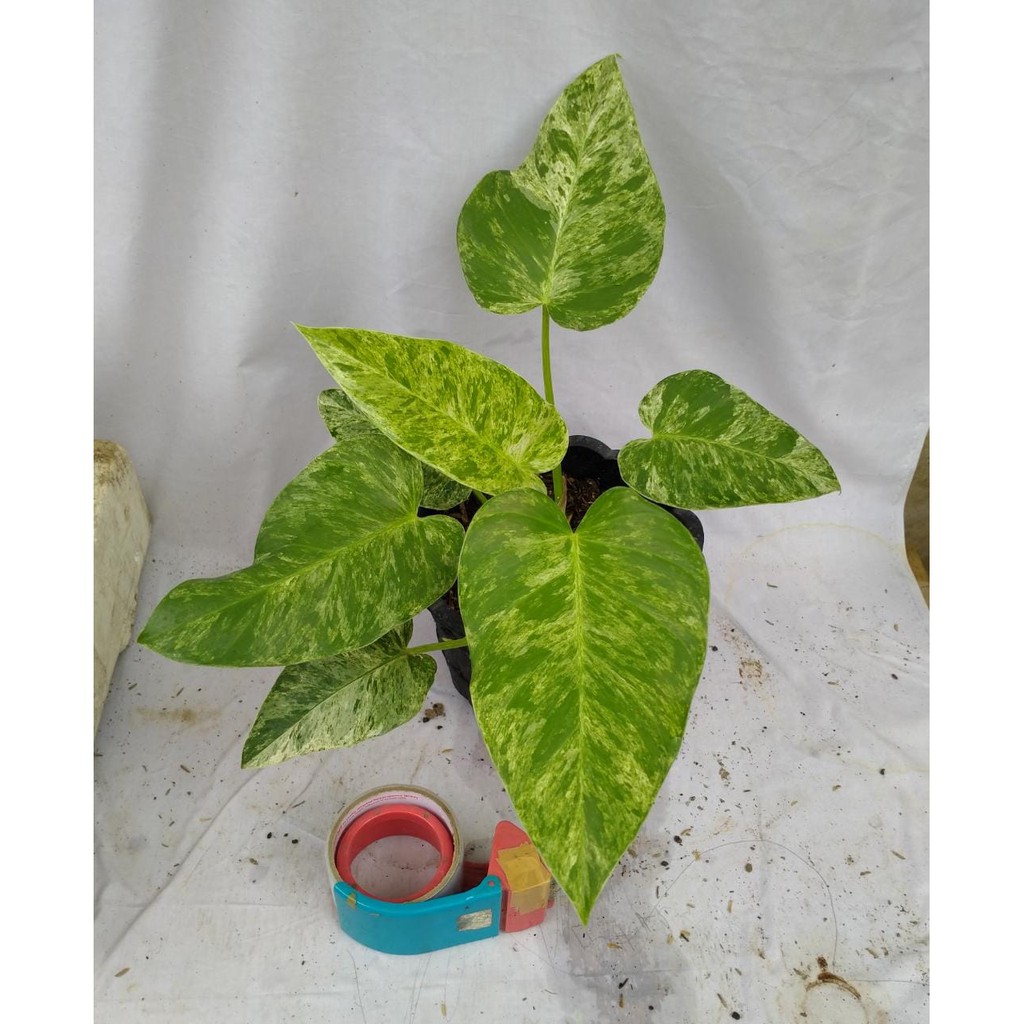 Philo Philodendron Marble Variegata Extreme