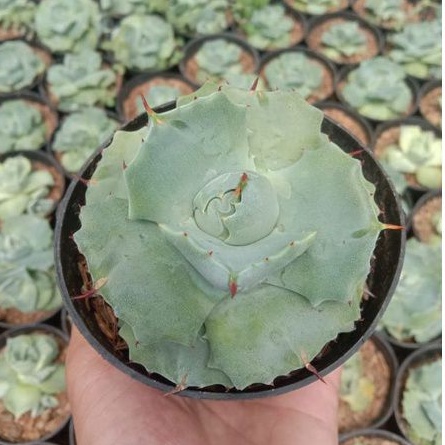 KAKTUS SEKULEN Agave shoji raijin