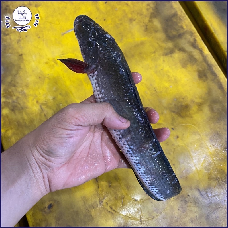 

Ikan Gabus Segar 1kg