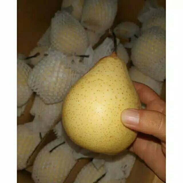 

❤ SEMBAKO MURAH ❤ buah Pear /Pir madu Kuning/PEAR CENTURY