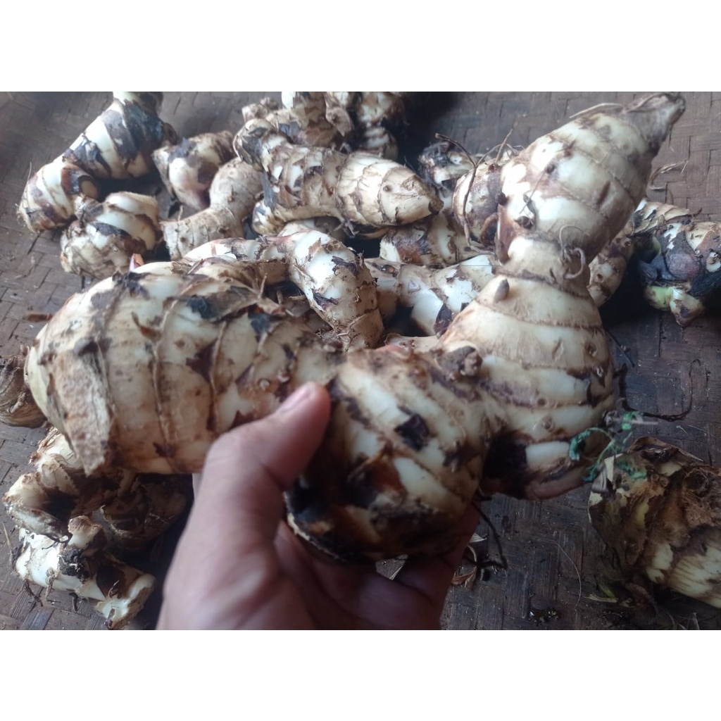 Umbi ganyong segar - Umbi ganyong organik 1kg