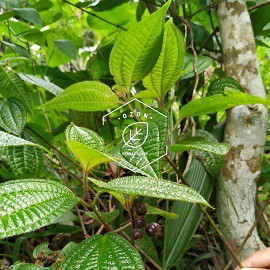 

Senggani atau Harendong Bulu Fresh 250gr