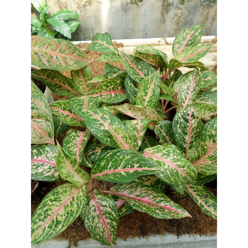 PROMO Tanaman aglonema hapines - aglonema