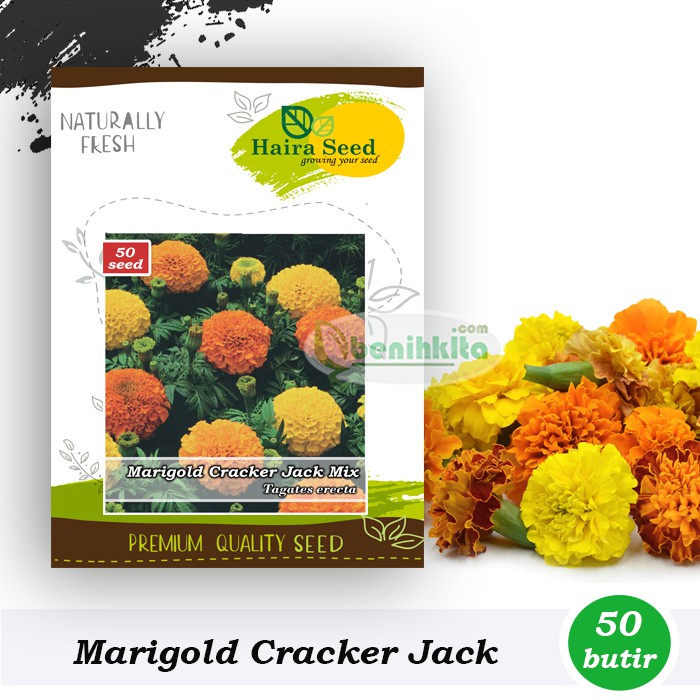 Benih-Bibit Bunga Marigold Cracker Jack Mix (Haira Seed)