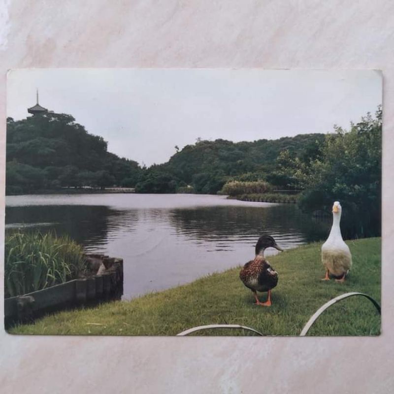 

Kartu Pos Jadul Lawas Danau dan Bebek 1988 Jepang - Indonesia