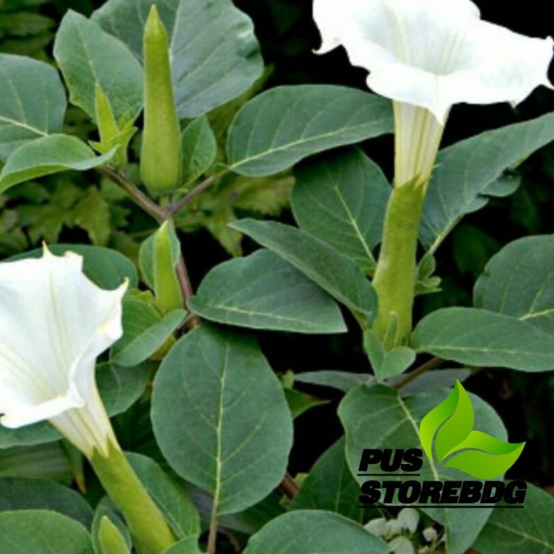 

Daun Kucubung segar 500 Gram