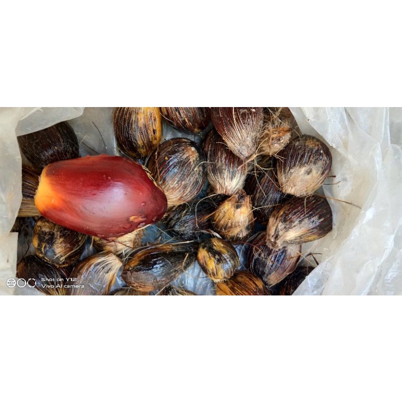 Bibit biji sawit varites unggul jenis Dura