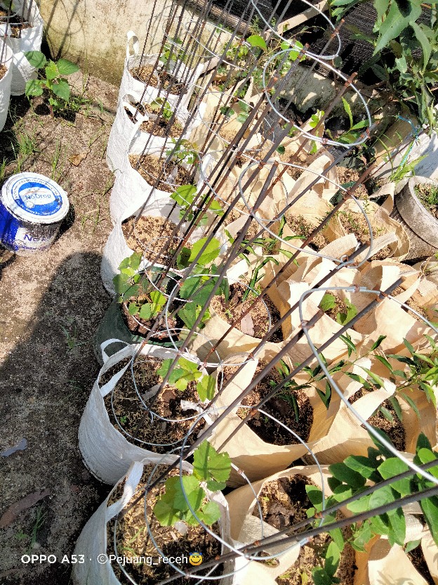 Bibit Anggur Hijau Belgia