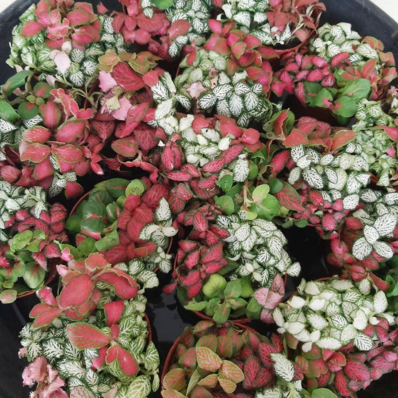 TANAMAN HIAS - FITTONIA IMPORT