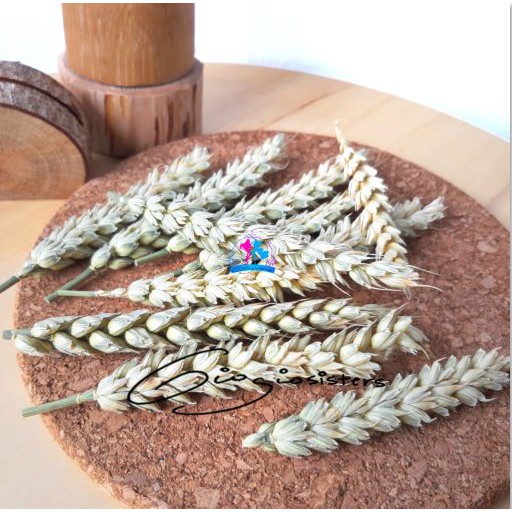Triticum Head | Kepala Gandum Kering | Gandum Kering Bagian Kepala Saja