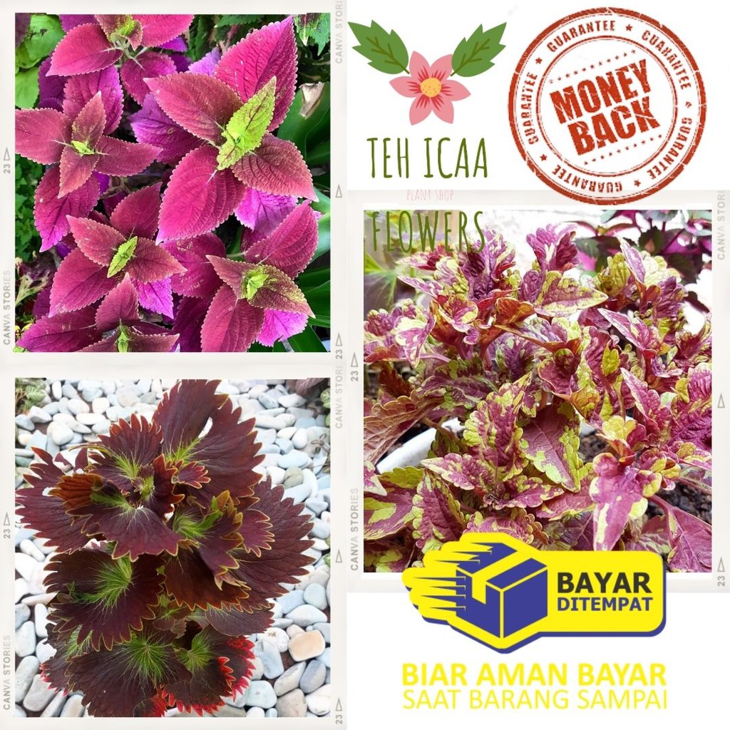 3 Tanaman Miana coleus Paket 3 tanaman hias miana batik miana ekor cupang miana ekor naga coleus COD