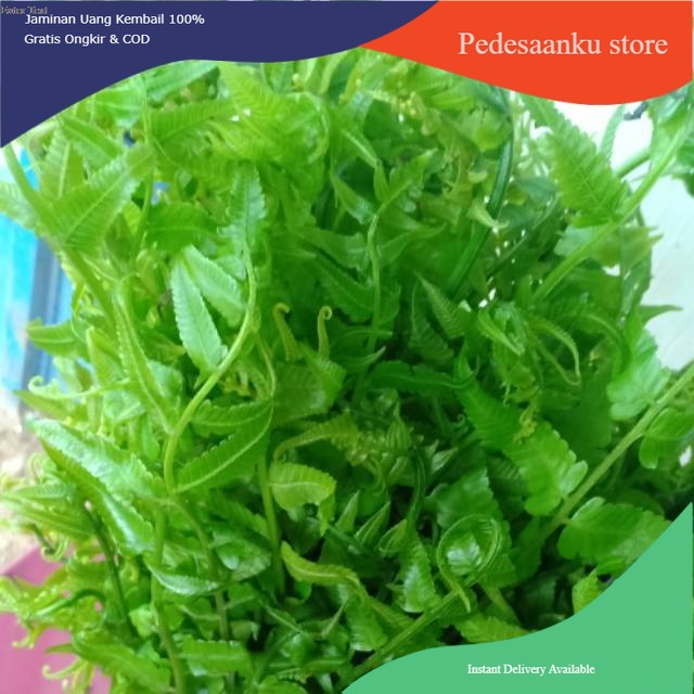 

Daun pakis segar organik 250 gram