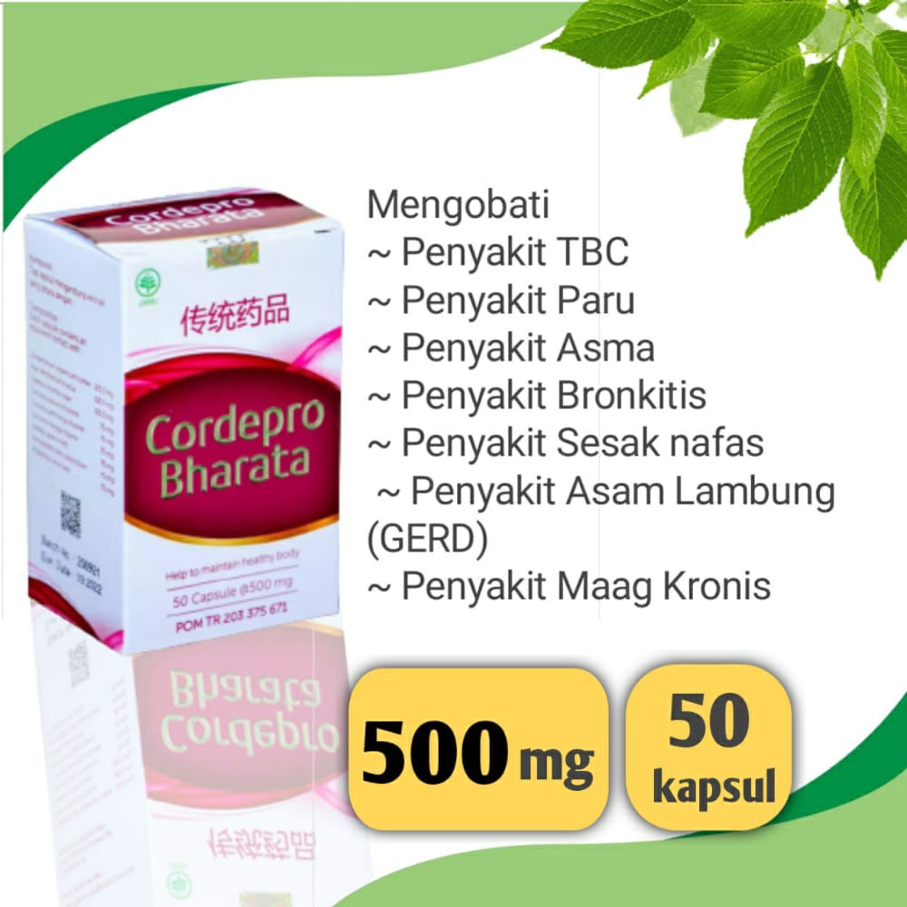 Obat Batu Ginjal Batu Empedu Kencing Batu Paling Ampuh