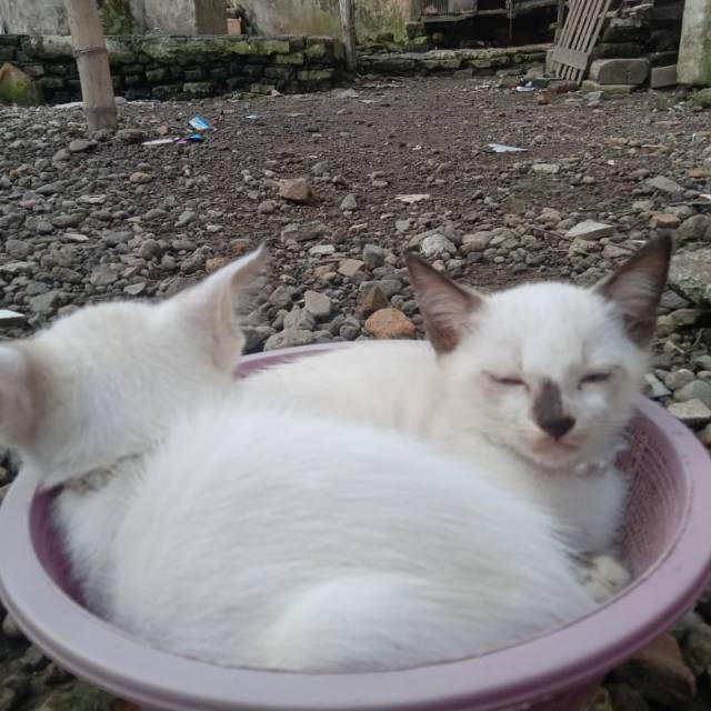 nanda_oktaviana_putri