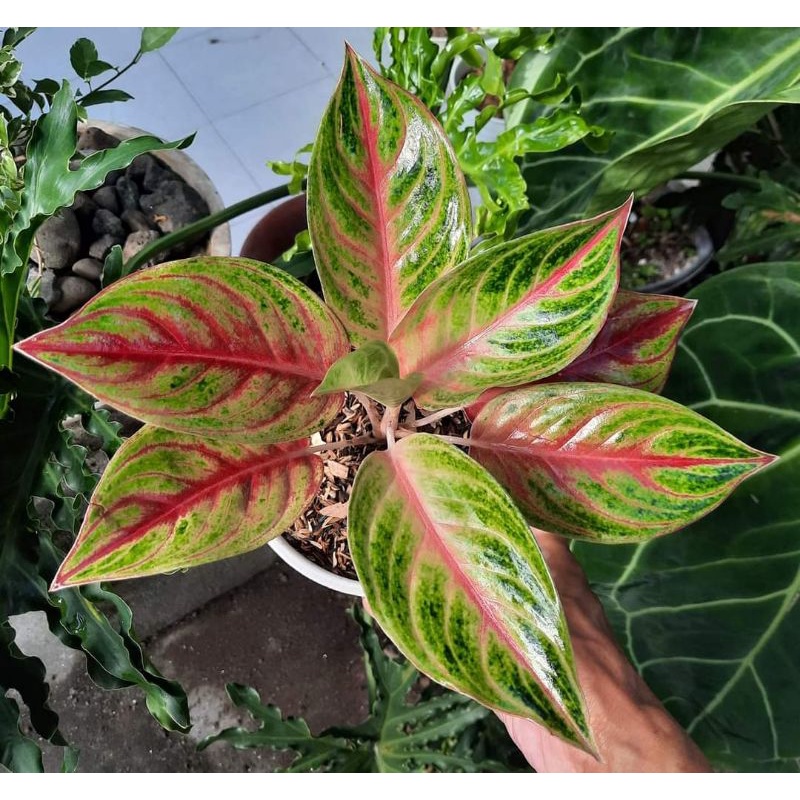 Tanaman hias bunga aglonema red Panama