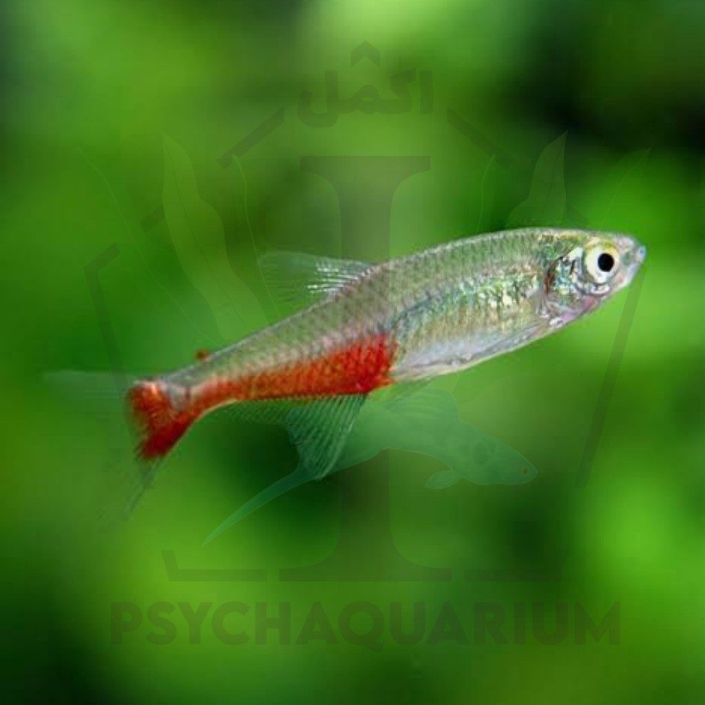 

Ikan Red Belly Tetra