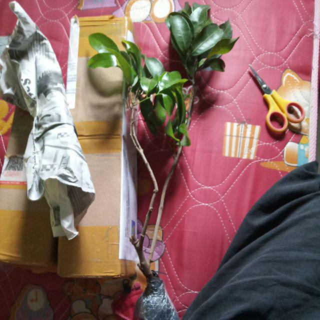 Tanaman Leci Kom / Leci Merah (tinggi 30-50 Cm)