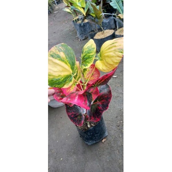 Tanaman hias yang tergolong cantik bunga Puring apel merah delima