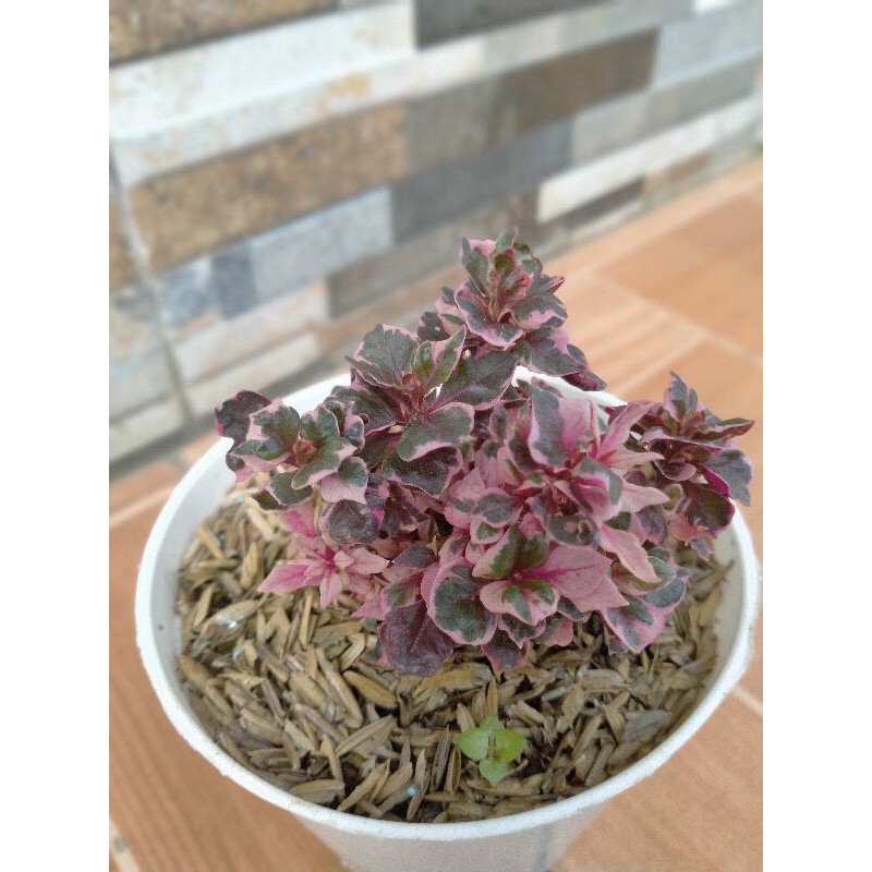 

BIBIT BUNGA NONI BELANDA