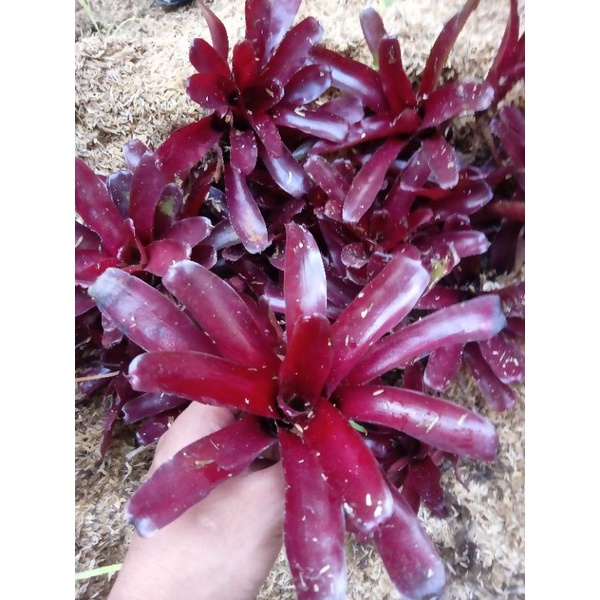 bromelia merah mini