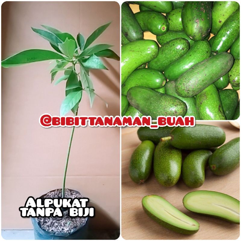 Bibit alpukat tanpa biji / Tanaman alpukat tanpa biji / Alpukat tanpa biji