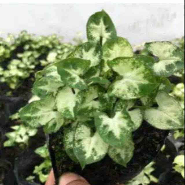 Tanaman Hias Shingonium Mini A K A Keladi Mini Dwarf Caladium Shopee Indonesia