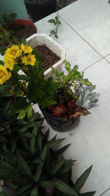 Tanaman Hias - Bibit Bunga Chriptantus Red