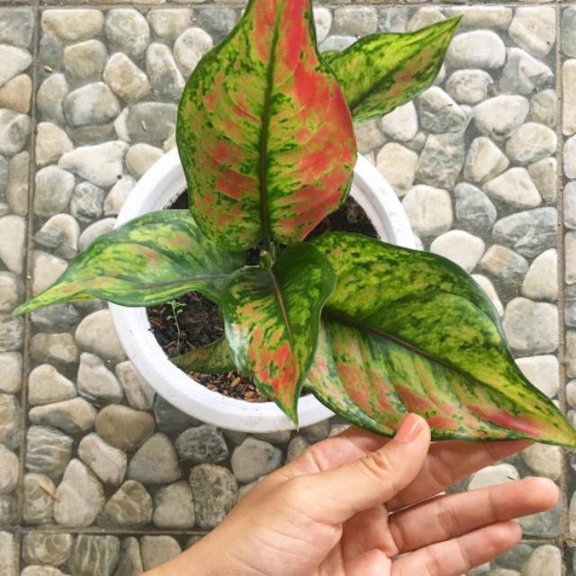 Aglonema HengHeng Hijau