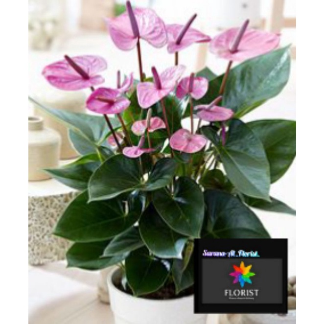 Anthurium bunga ungu